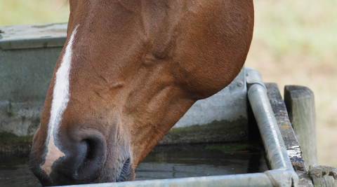 horse nose drinking