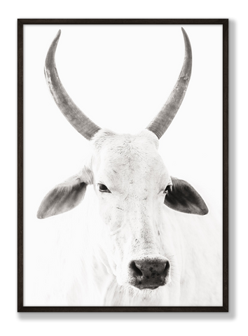 Striking black and white photo of a cow