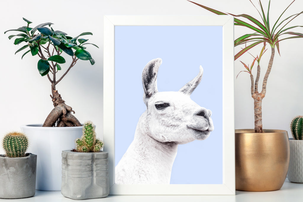 Llama Photography Art Print by Photographer Victoria Frost