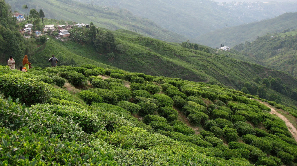 tea origin, nilgiris indian tea, high grown tea