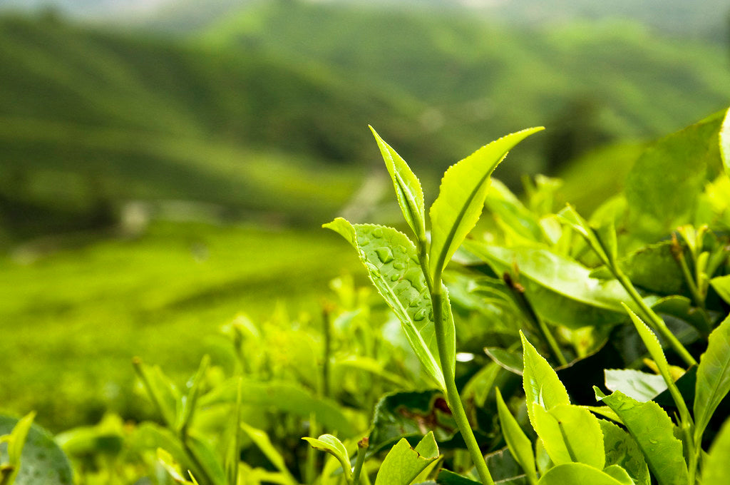tea leaves, tea sourcing