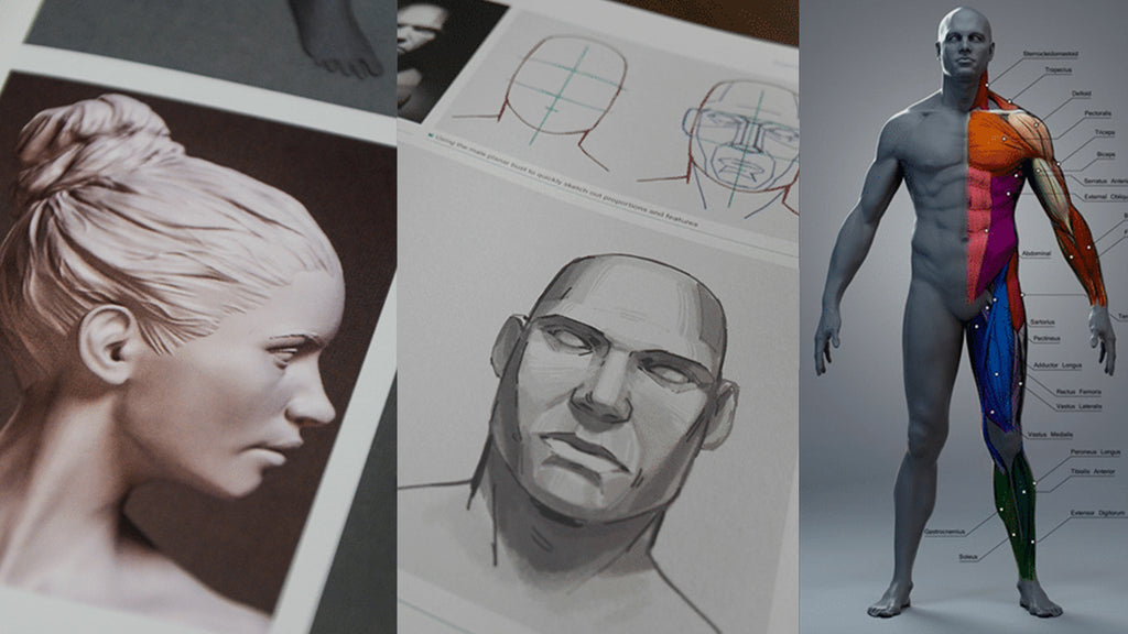10 Anatomy Books for Digital Sculptors and 3D Modelers | S3ART Store