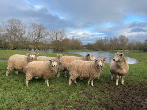 Our Cotswold wool | Beatrice Bayliss