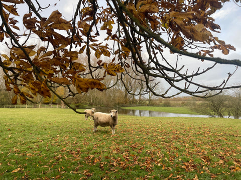 Our Cotswold wool | Beatrice Bayliss