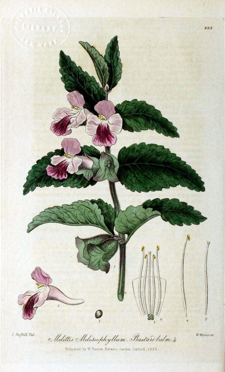 British phaenogamous botany,.Oxford,Published by the author, sold by J ...