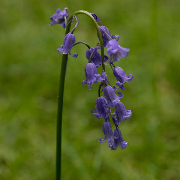 Jacinthe des bois - Alypsis