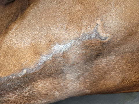 Post surgery and four months on our Spirulina Chia, Becket's scar is healing well and his sarcoids are mostly gone