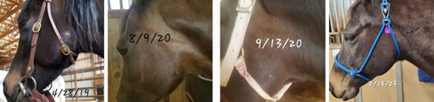 A before and after of Izzy's sarcoid on her jaw. It's completely gone within a year