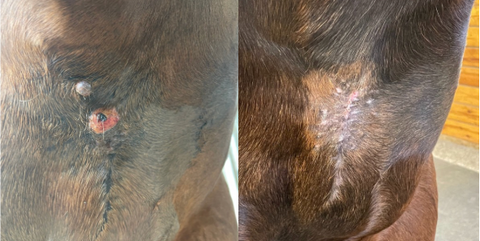 A before and after of Jameson's sarcoid on his chest. The large bumps are gone and hair is starting to fill in three weeks after starting on Spirulina Chia.
