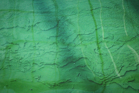 A bright green layer of Spirulina algae on water.