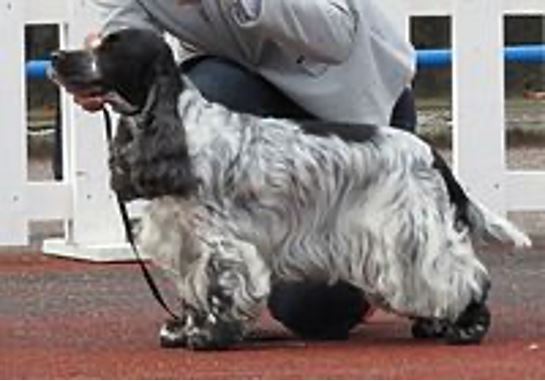 american cocker spaniel shedding a lot