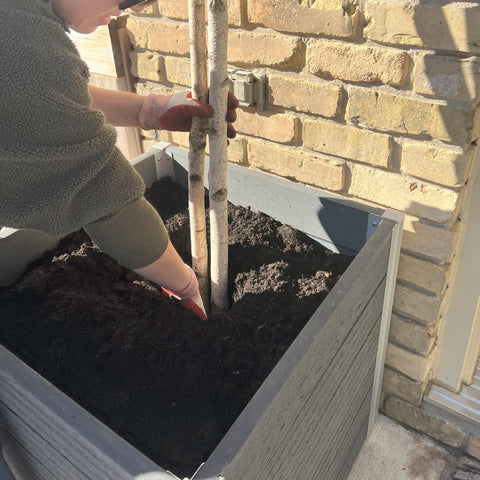 A person inserting two birch sticks into a plater filled with soil