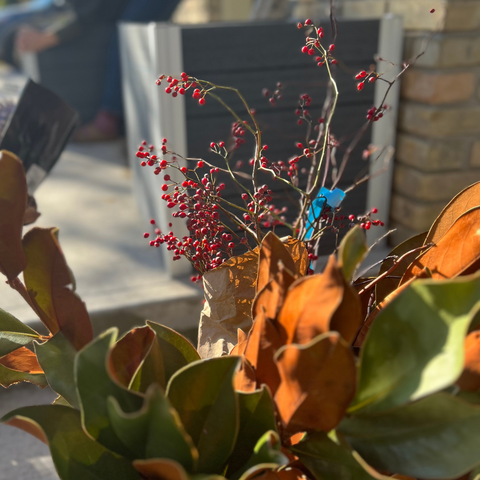 Close-up image of a bunch of magnolia leaves and some springs with red berries