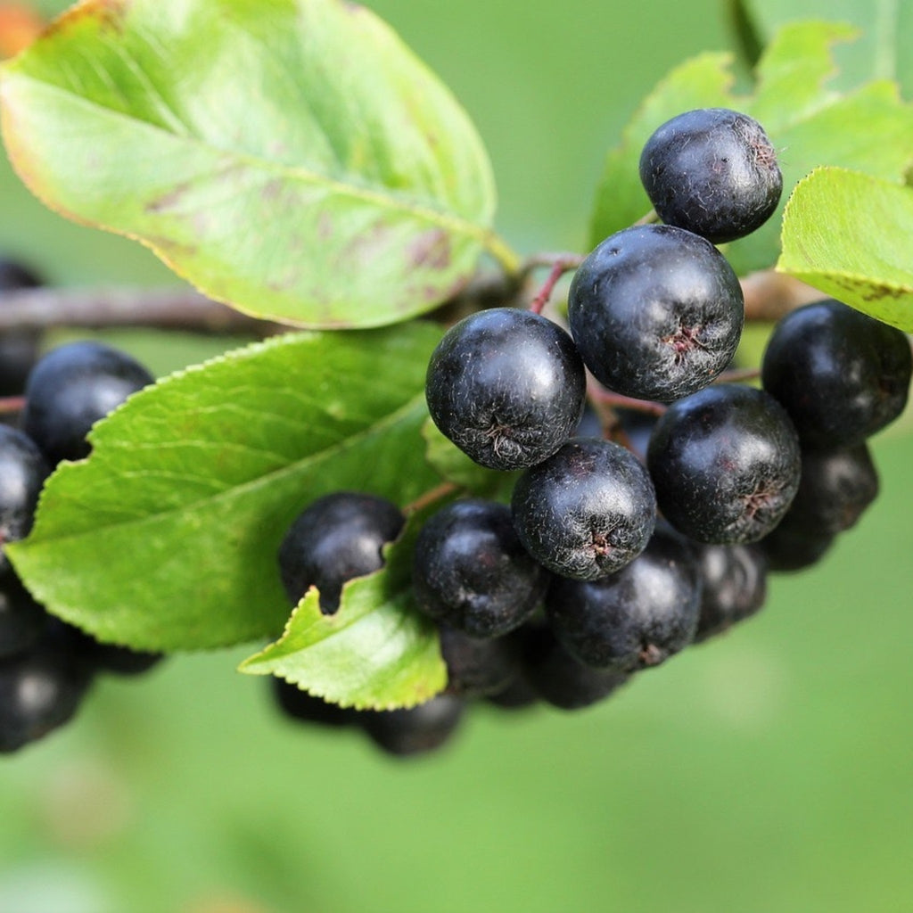 Aronia berry extract