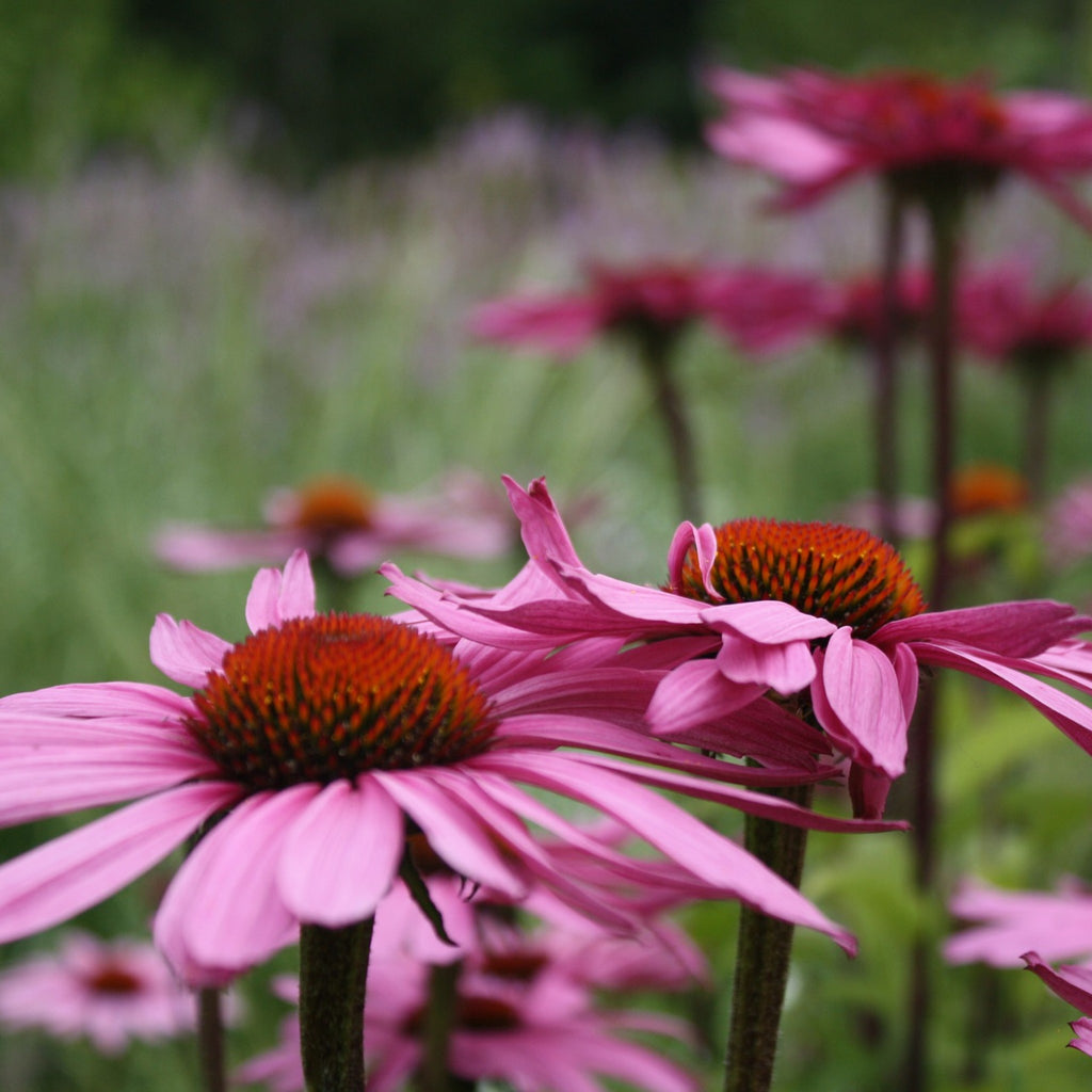 Echinacea