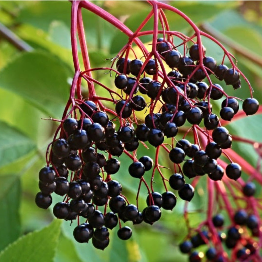 Elderberry