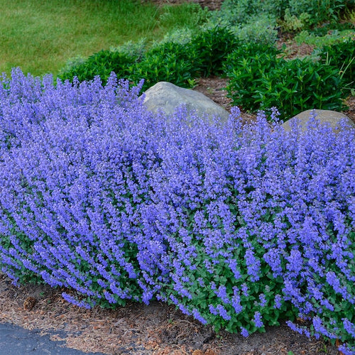 Forget Me Not Seeds - BLUE INDIGO RED - Rare Patio Garden Perennial * 25+  Seeds