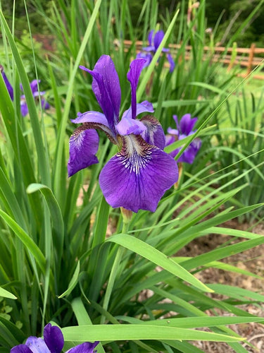 Wild Blue Iris Seeds