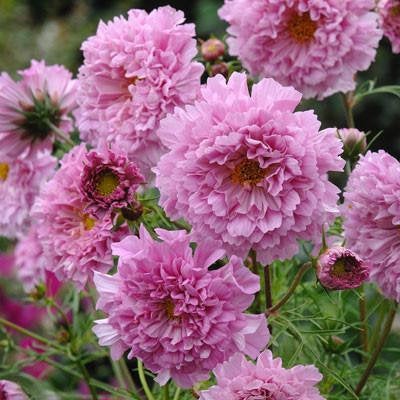 Double Dutch Rose Cosmos Seeds New Farms