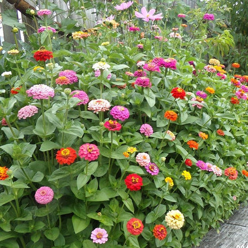 Orange King Super Giant Zinnia, Zinnia: J.W. Jung Seed Company