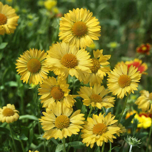 Bachelor's Buttons Seeds Mixed Colors – Hometown Seeds