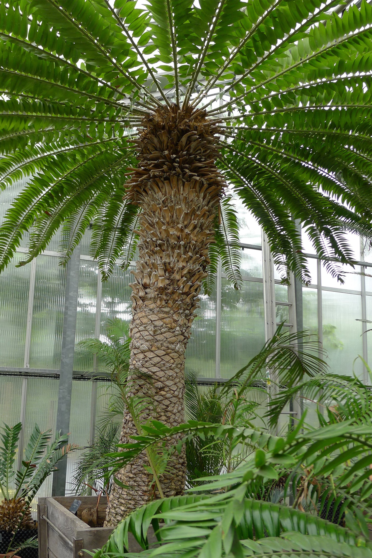 Top Ten Trees Phipps