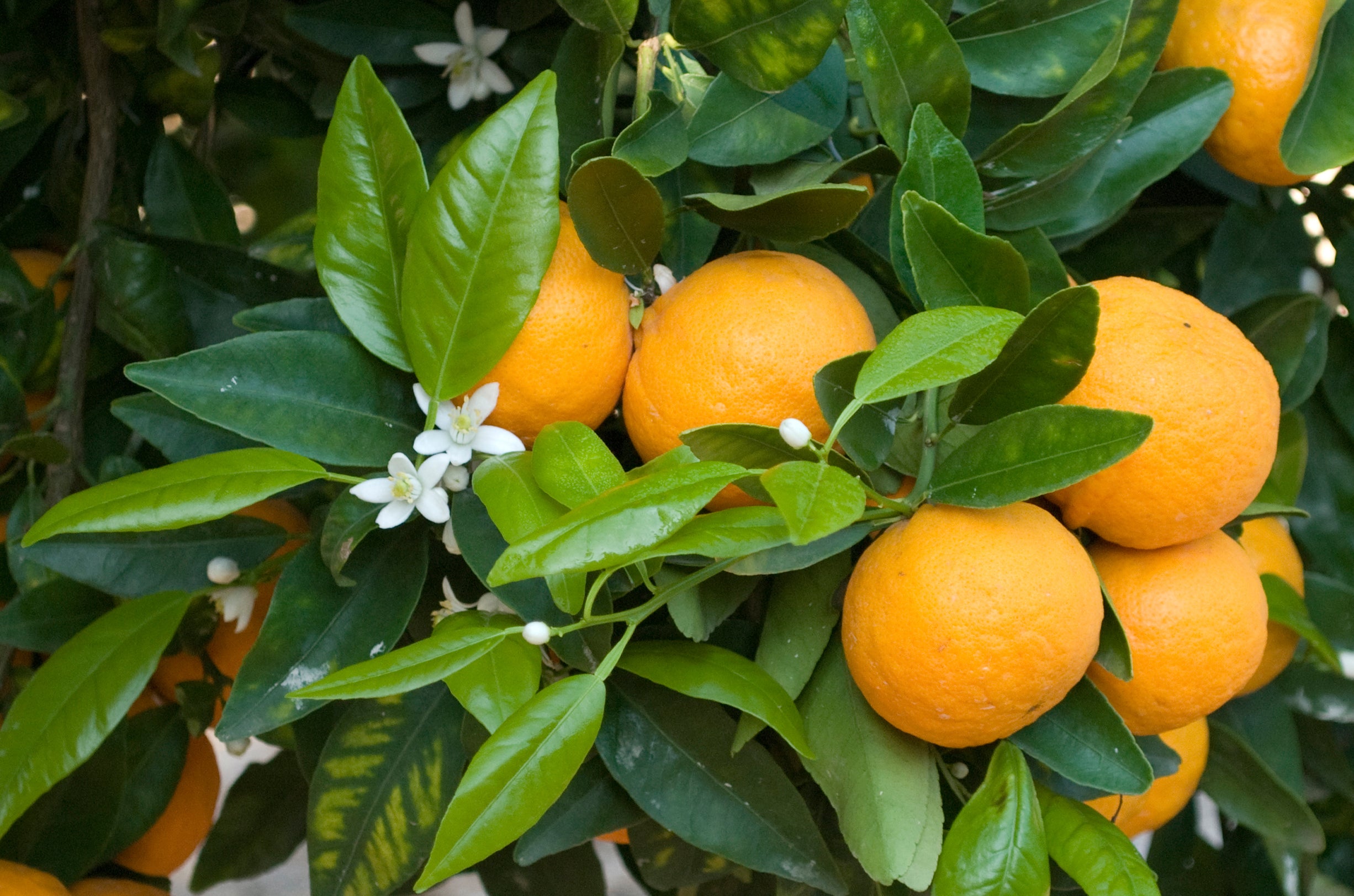 olio essenziale di arancio dolce