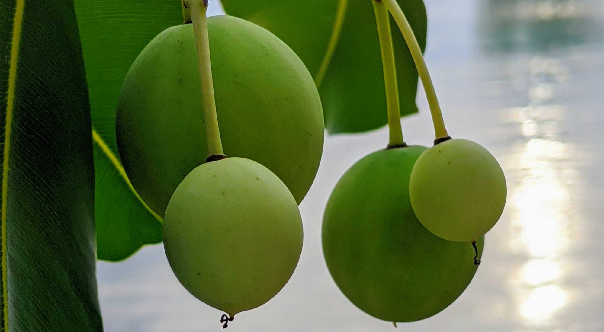 huile végétale de calophylle bio