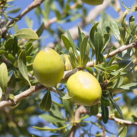 huile végétale d'argan 