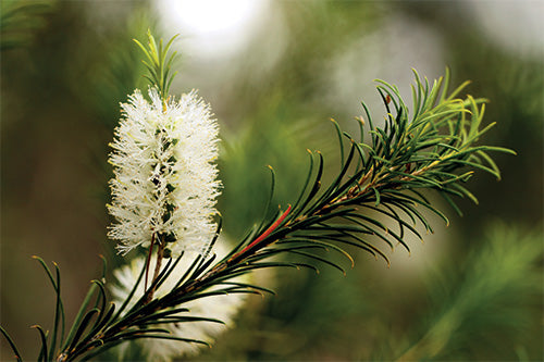 tea tree essential oil