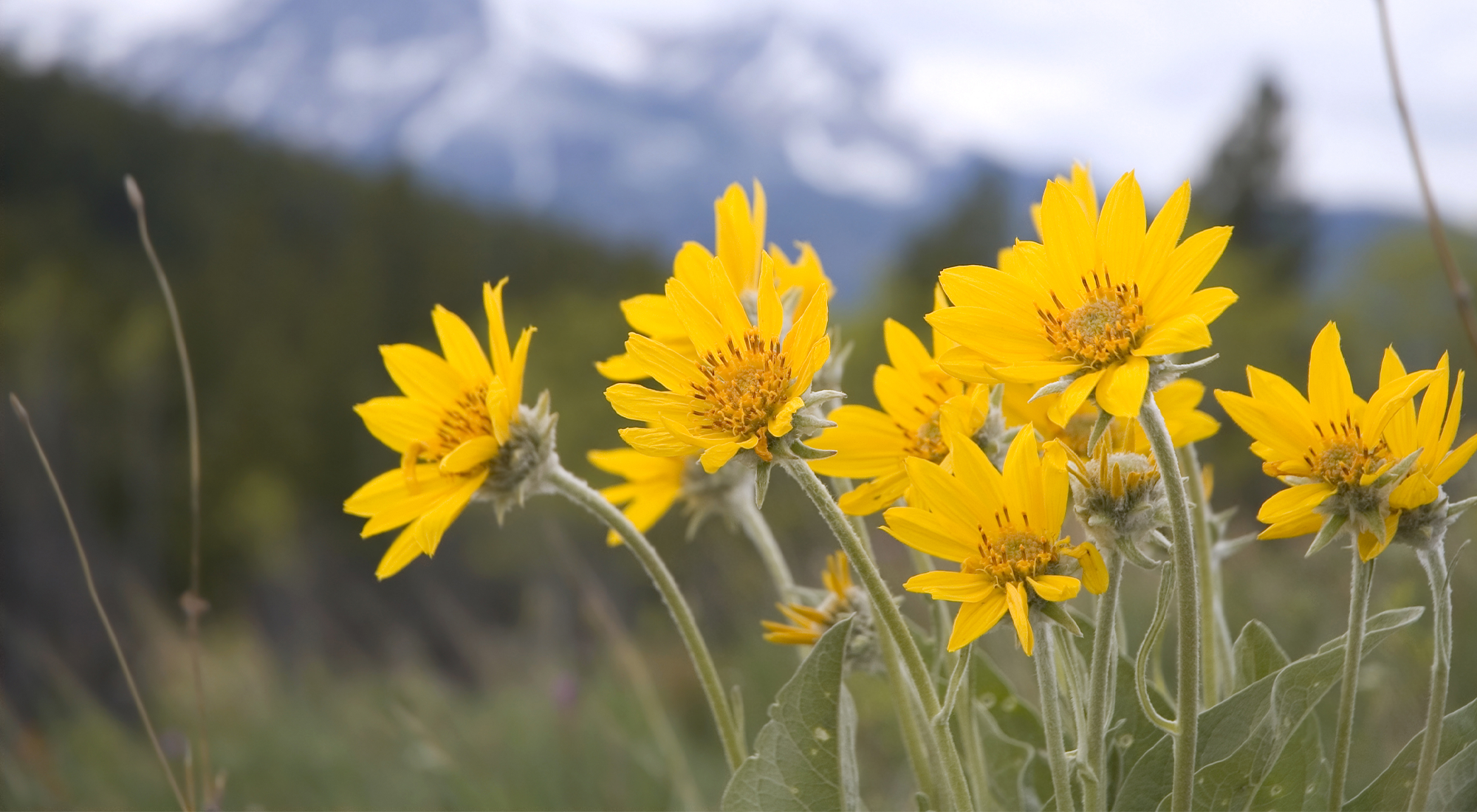 olio vegetale di arnica bio