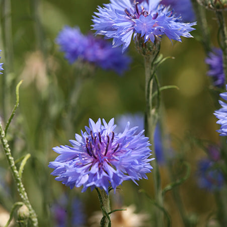 olio essenziale