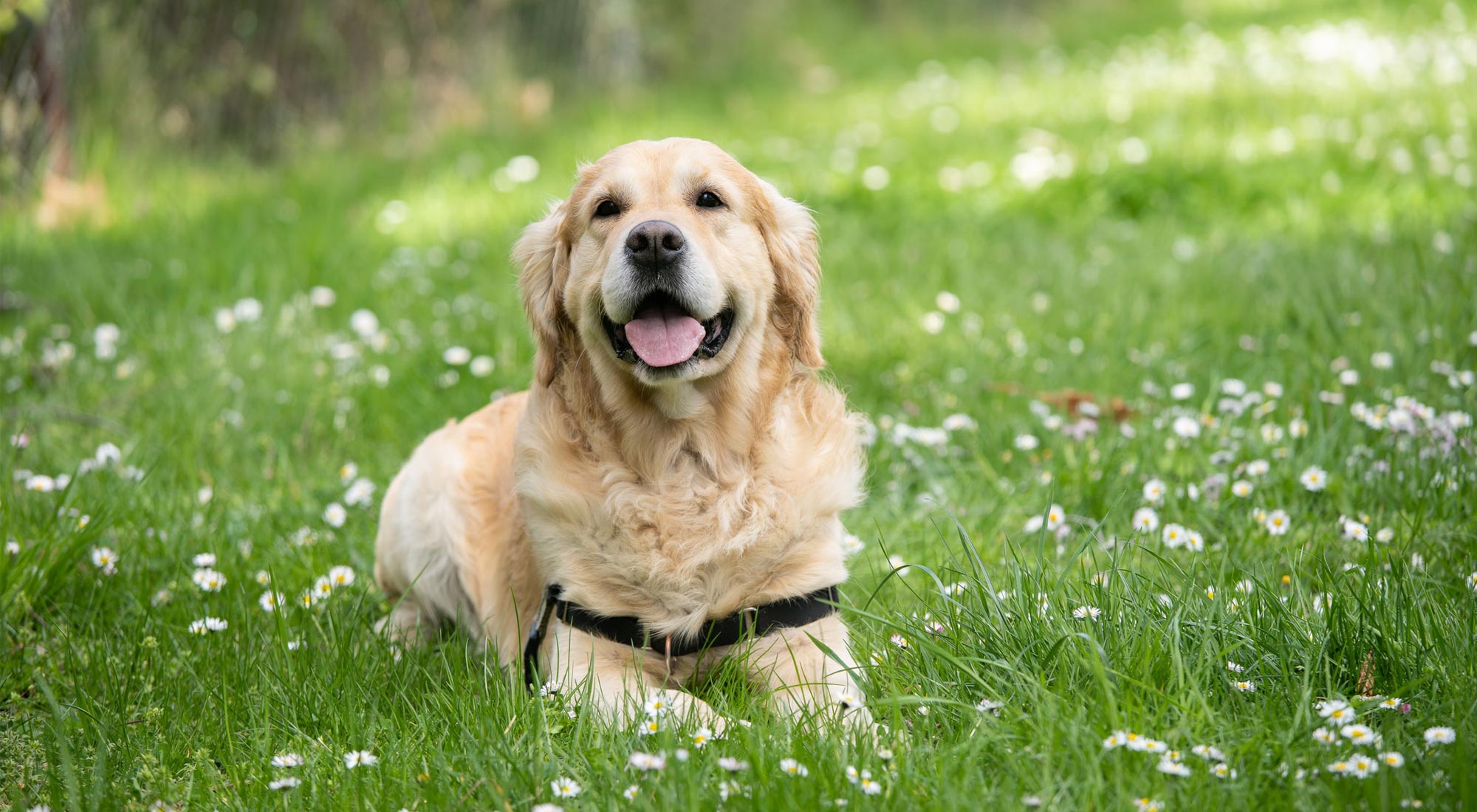 soigner son chien avec les huiles essentielles