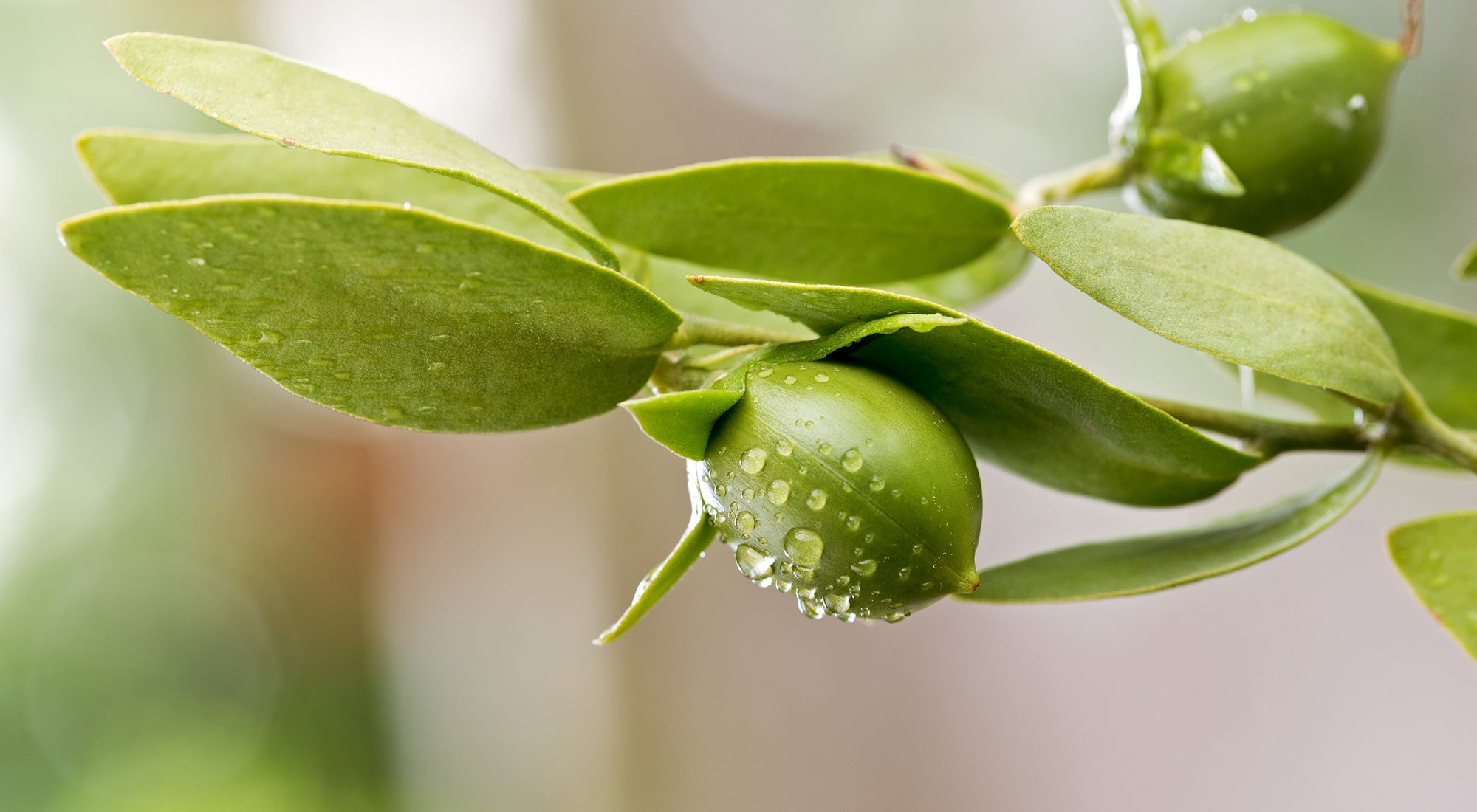 olio vegetale di jojoba bio