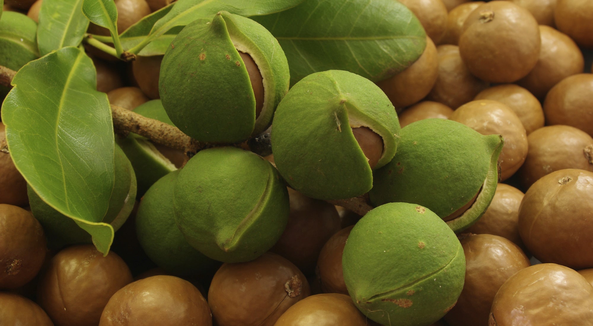 olio vegetale di macadamia bio