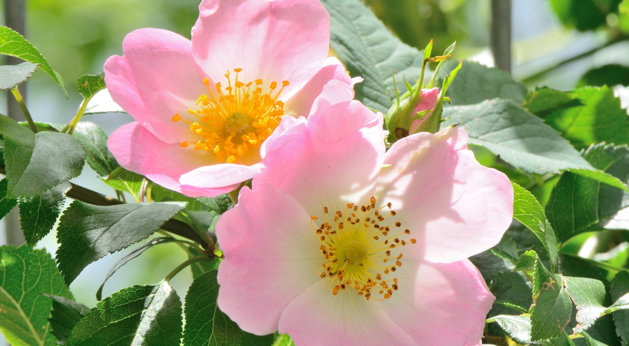 olio vegetale di rosa mosqueta