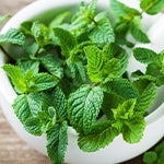 PEPPERMINT essential oil: virtues and uses