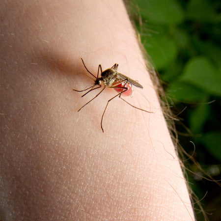 10 remèdes naturels anti-moustiques