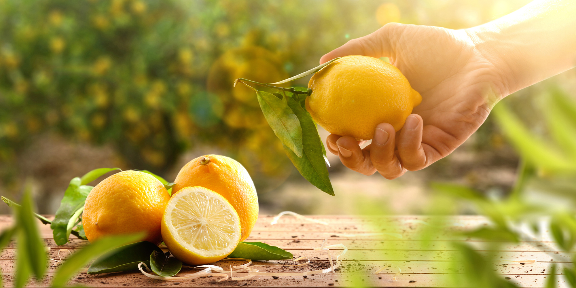 Limone, olio essenziale di limone