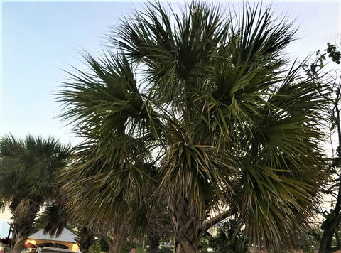 Florida Keys palm tree near Florida Fishing Piers kAastking.com photo