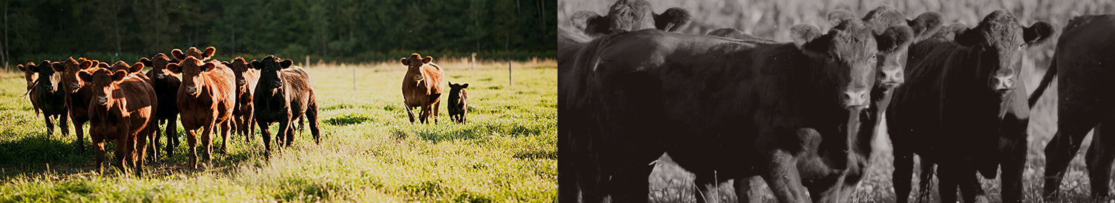 boeuf des prés biologique