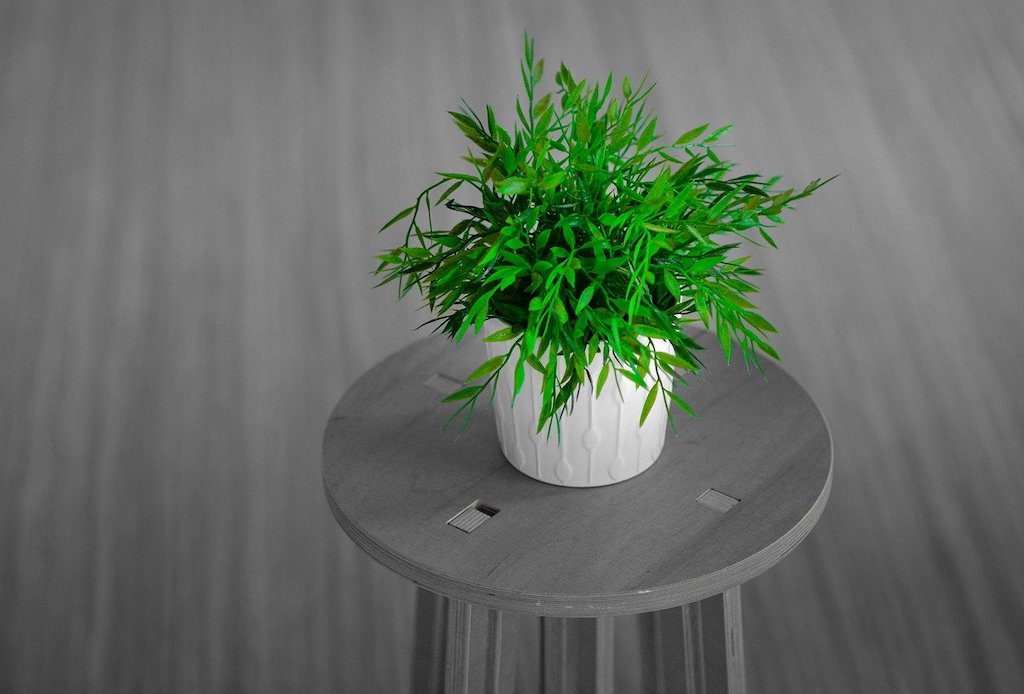 Indoor plant on stand