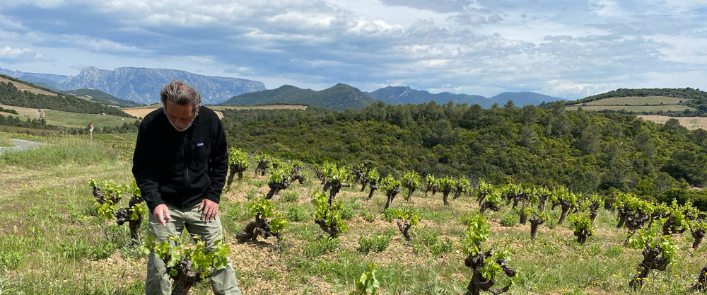 In den Weinbergen Südfrankreichs bei der Naturwein Produktion
