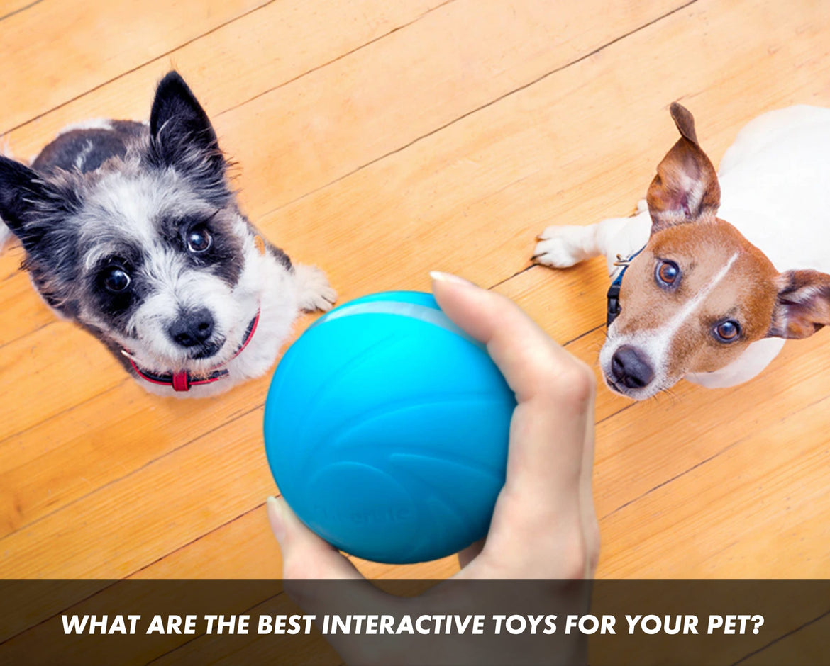 best interactive toys