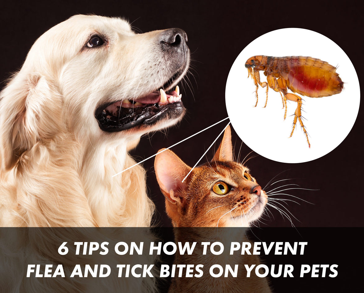 flea and tick prevention for dogs