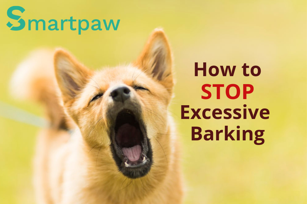 how to stop constant barking