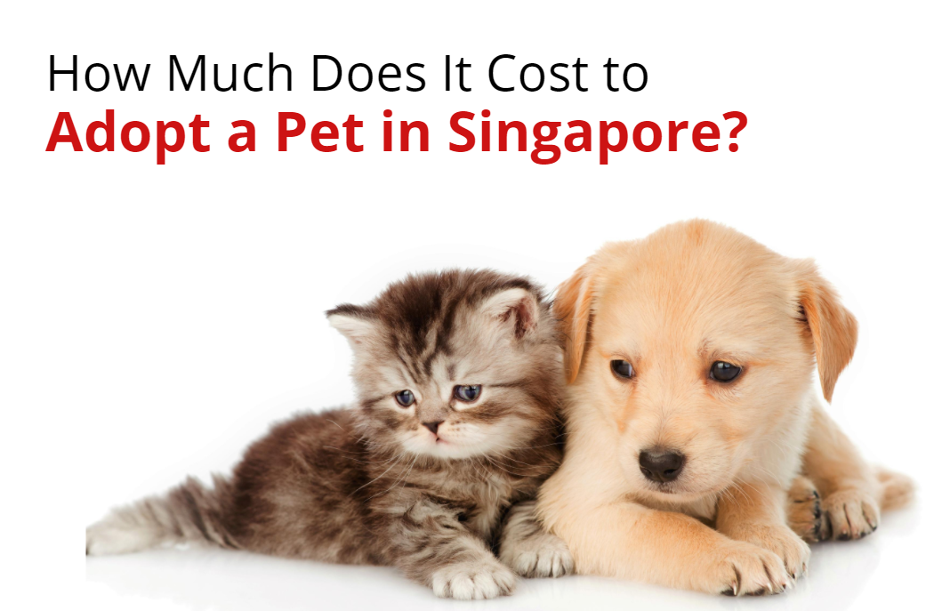 how much does a puppy cost in singapore