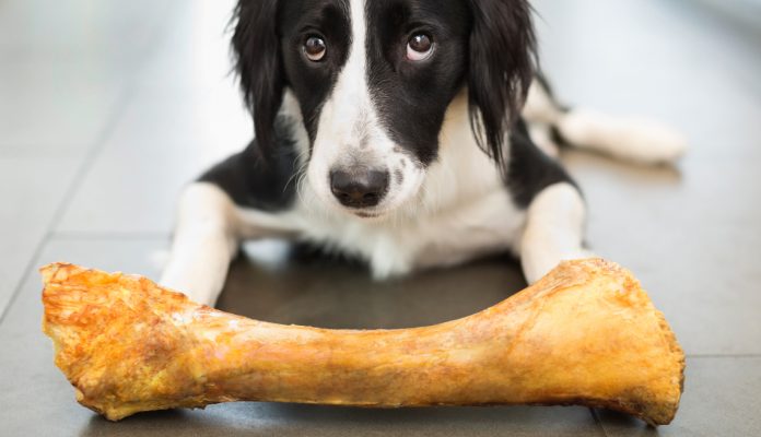 Bone in front of sad looking dog.