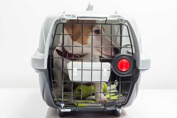 Young dog jack russel terrier in plastic carrier ready to travel