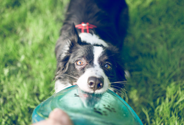 Border collie dog with flying disc toy Premium Photo